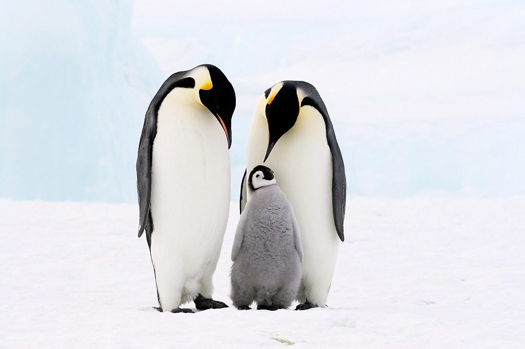 penguin-family